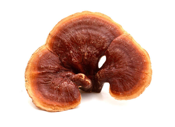 Ганодерма Lucidum изолированы на белом фоне