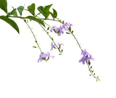 Çan çiçeği rapunculoides, Bell sürünen ortak adlarıyla bilinen