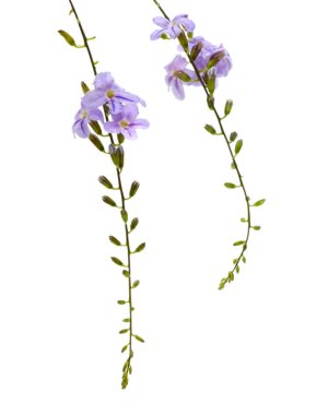 Beyaz arka plan üzerinde izole güzel mavi dolphinium çiçek