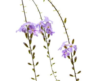 Beyaz arka plan üzerinde izole güzel mavi dolphinium çiçek