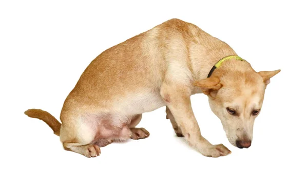 Hermoso Perro Feliz Delante Fondo Blanco —  Fotos de Stock