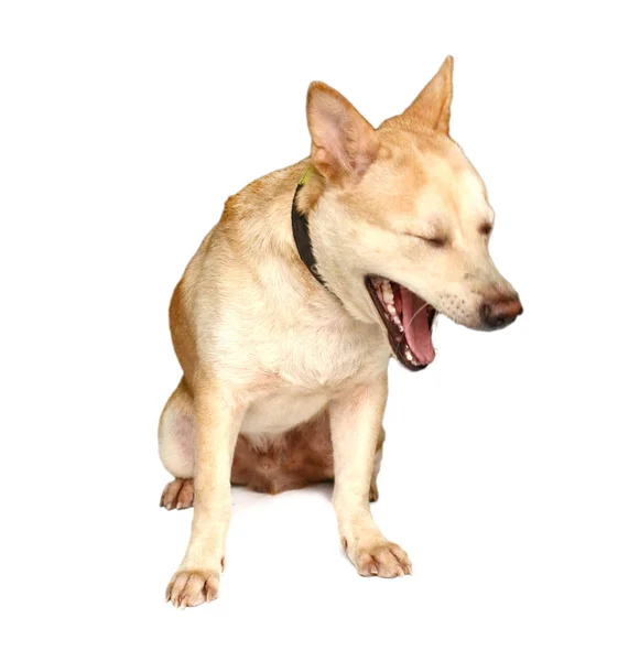 Mooie Gelukkige Hond Voor Een Witte Achtergrond — Stockfoto