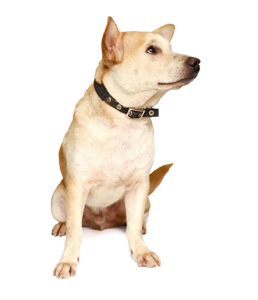 Wütender Hund Auf Weißem Hintergrund Isoliert — Stockfoto