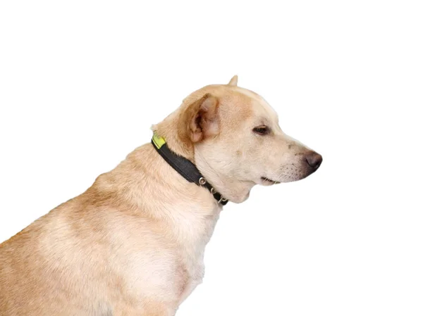 Curious Labrador Retriever Dog Laying Angle — Stock Photo, Image