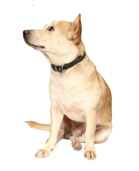 Chihuahua Vor Weißem Hintergrund — Stockfoto