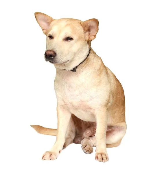 Chihuahua Voor Een Witte Achtergrond — Stockfoto