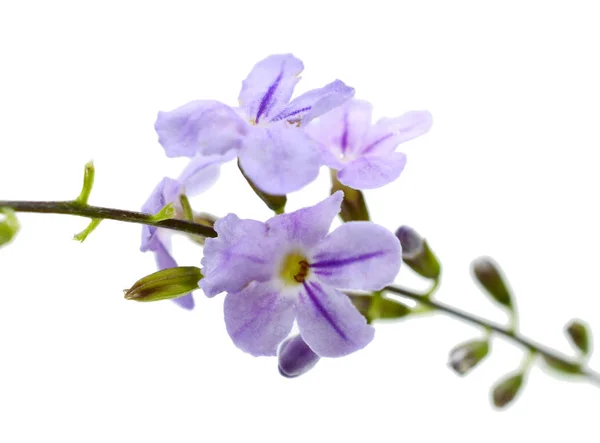 Blue Delphinium Flower Green Leaves Isolated White — Stok fotoğraf