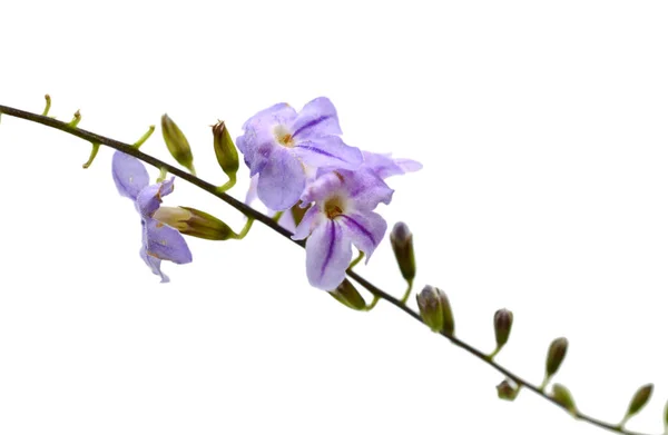 Colección Hermosa Flor Delfín Azul Aislado Sobre Fondo Blanco Asiento — Foto de Stock