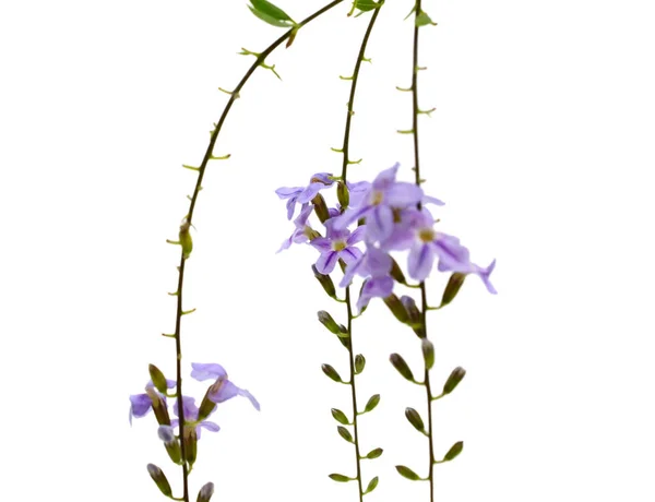 Hermosa Flor Delfinio Azul Aislada Sobre Fondo Blanco —  Fotos de Stock