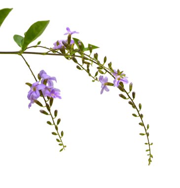 beyaz arkaplanda izole edilmiş mor çiçekler