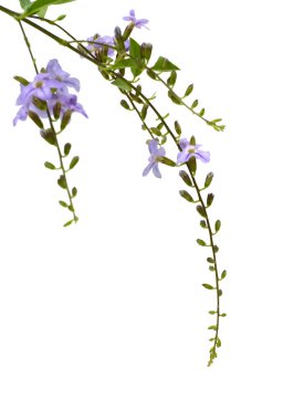 beyaz arkaplanda izole edilmiş mor çiçekler