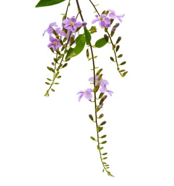 Çan çiçeği rapunculoides, Bell sürünen ortak adlarıyla bilinen