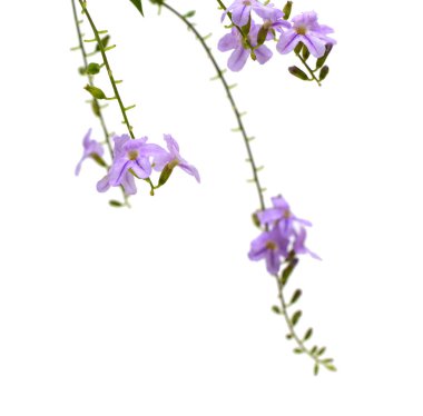 Beyaz arka plan üzerinde izole leylak çayır çiçek