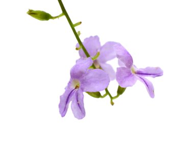 Beyaz arka plan üzerinde izole leylak çayır çiçek