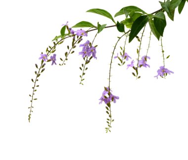 Beyaz arka plan üzerinde izole pembe orkide çiçek tomurcuk