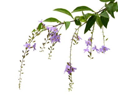 Beyaz arka plan üzerinde izole pembe orkide çiçek tomurcuk