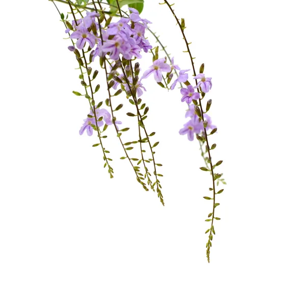 Flores Púrpuras Aisladas Sobre Fondo Blanco —  Fotos de Stock