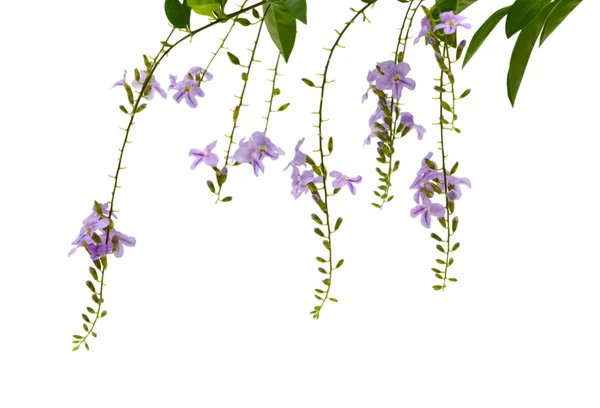 美しい紫色のジャカランダの木 白で隔離のクローズ アップ — ストック写真