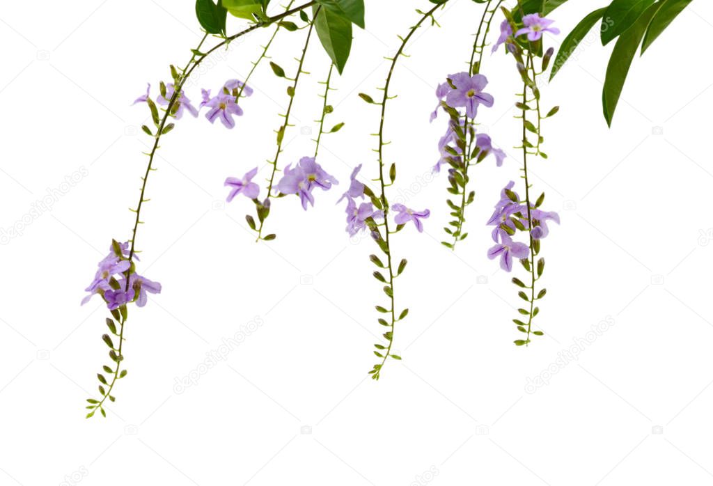 Close up of beautiful purple jacaranda trees, isolated on white