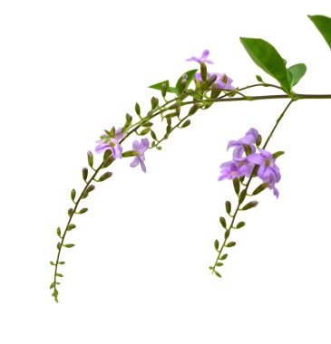 Mor açelya çiçek bahar