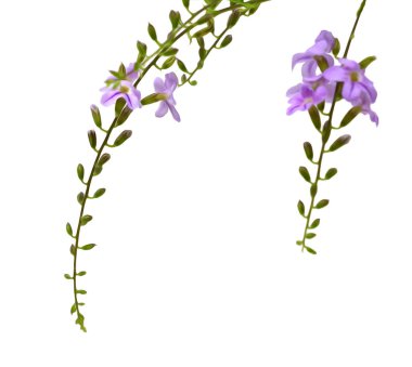 Beyaz arka plan üzerinde izole yeşil yaprakları ile bir mavi deniz salyangozu. Küçük Cezayir menekşesi