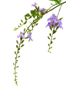 Beyaz arka plan üzerinde izole yeşil yaprakları ile bir mavi deniz salyangozu. Küçük Cezayir menekşesi