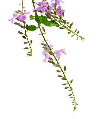 Beyaz arka plan üzerinde izole yeşil yaprakları ile mavi deniz salyangozu buket. Küçük Cezayir menekşesi