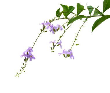 Menekşe çiçeği Campanula, beyaz arka plan üzerinde izole