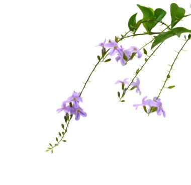 Menekşe çiçeği Campanula, beyaz arka plan üzerinde izole