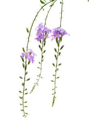 Menekşe çiçeği Campanula, beyaz arka plan üzerinde izole