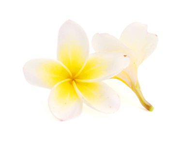 Beyaz arka plan üzerinde izole frangipani çiçekler