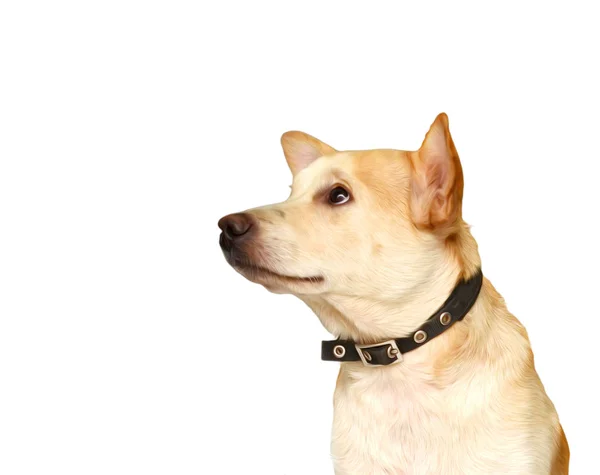 在白色背景前漂亮的拉布拉多犬 — 图库照片