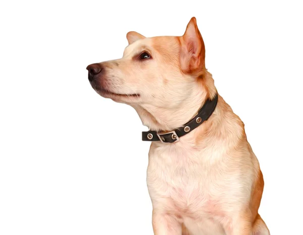 Hübscher Labrador Retriever Vor Weißem Hintergrund — Stockfoto