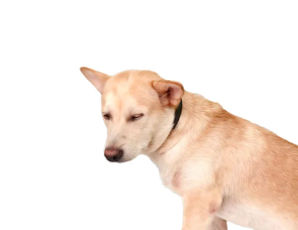 Curious Labrador Retriever Dog Looking — Stock Photo, Image