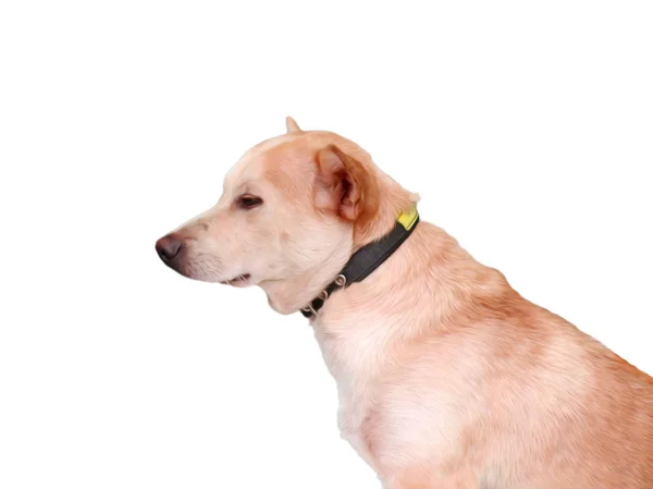 Curious Labrador Retriever Dog Looking — Stock Photo, Image