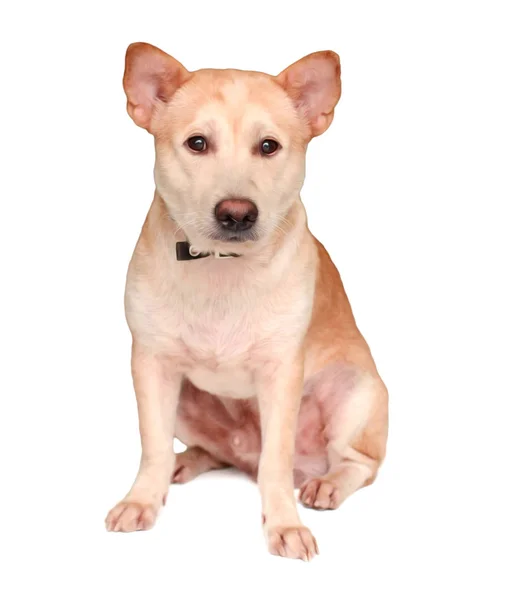 Perro Cachorro Aislados Sobre Fondo Blanco — Foto de Stock