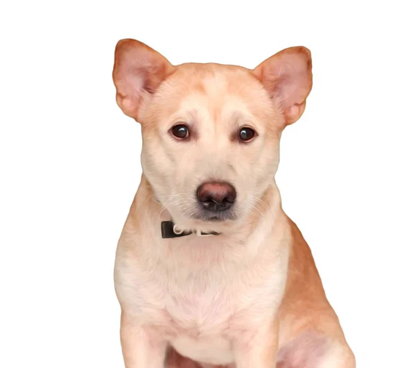 Собака Щенок Изолированы Белом Фоне — стоковое фото