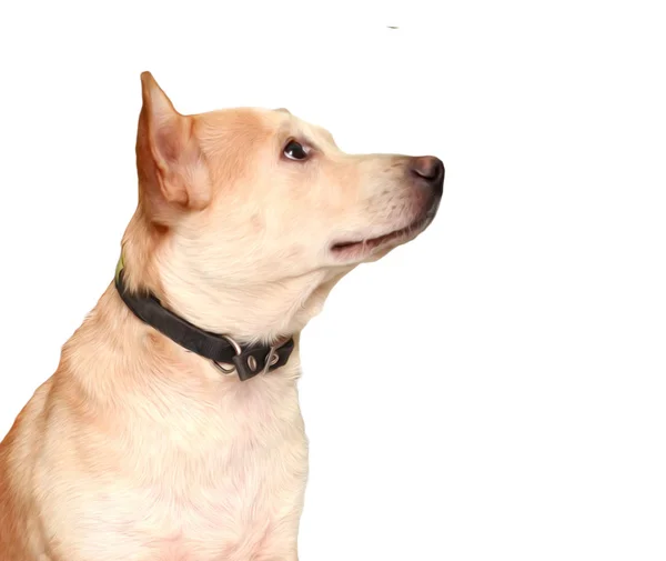 Schattige Kleine Chihuahua Kruising Hond — Stockfoto