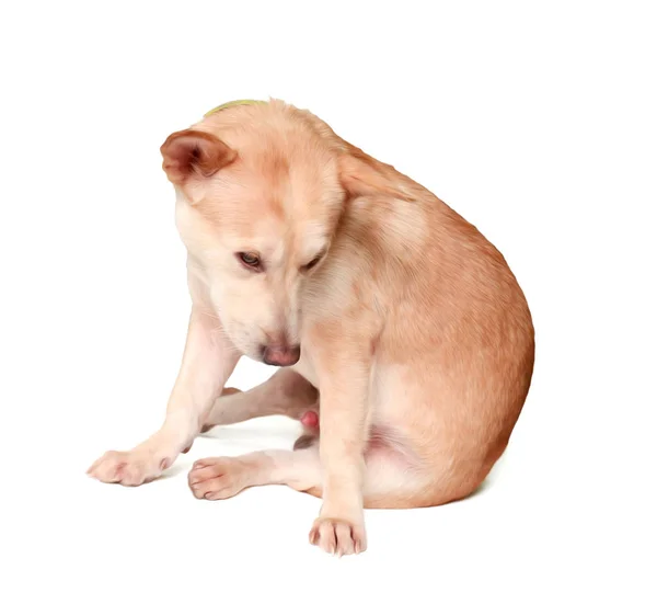 Güzel Shiba Inu Köpek Yavrusu Üzerinde Beyaz Izole — Stok fotoğraf