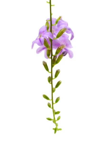 Flor Violeta Campanula Aislada Sobre Fondo Blanco — Foto de Stock