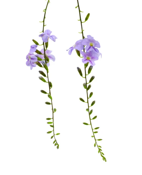 Violette Glockenblume Isoliert Auf Weißem Hintergrund — Stockfoto