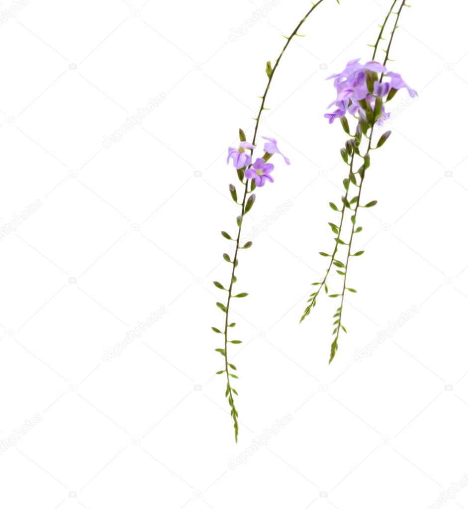 Violet flower of Campanula, isolated on white background