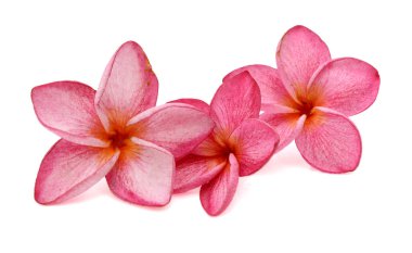 kırmızı ve pembe frangipani çiçek beyaz arka plan izole