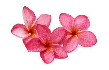Beyaz arka plan üzerinde izole iki beyaz frangipani (plumeria) çiçek
