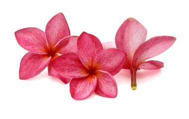 Beyaz arka plan üzerinde izole iki beyaz frangipani (plumeria) çiçek