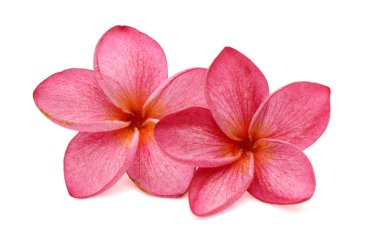 Beyaz arka plan üzerinde izole su damlaları ile Frangipani çiçek.