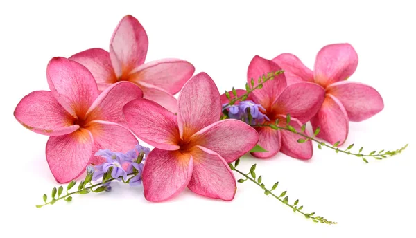 Beyaz Backgro Izole Tropikal Çiçek Frangipani Plumeria — Stok fotoğraf