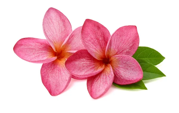 Färska Röda Frangipani Blommor Isolerad Vit Bakgrund — Stockfoto