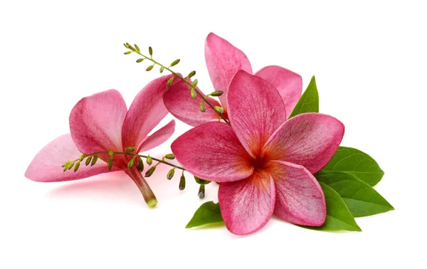 Flor Frangipani Isolada Sobre Fundo Branco — Fotografia de Stock