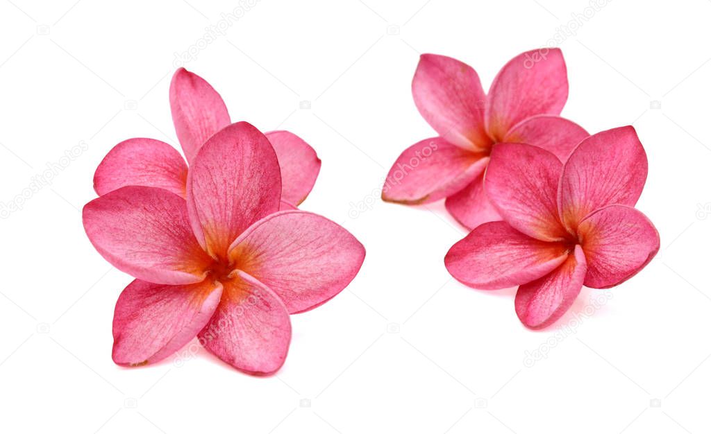 Frangipani flower isolated on white background